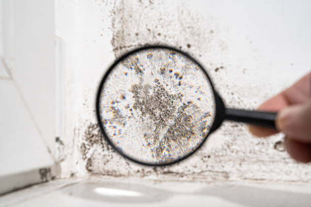 Mold Odor Removal Services in El Macero, CA